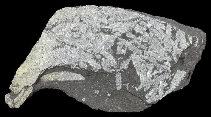 Fossil Graptolites (Didymograptus) - Great Britain #68003